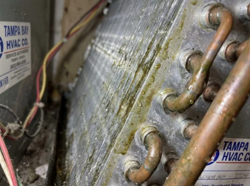 Evaporator coil biofilm buildup addressed during Tampa HVAC service