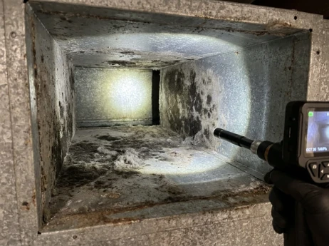 Mold growth visible inside HVAC ductwork in a Tampa home